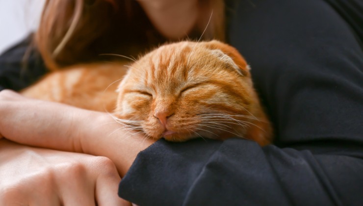 persona abbraccia gatto