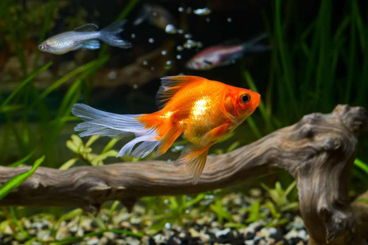 pesce rosso in un acquario