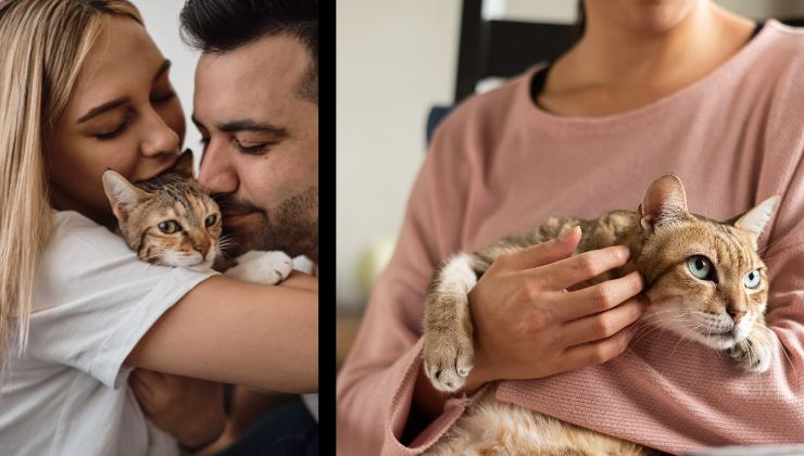 proprietari coccolano i loro gatti