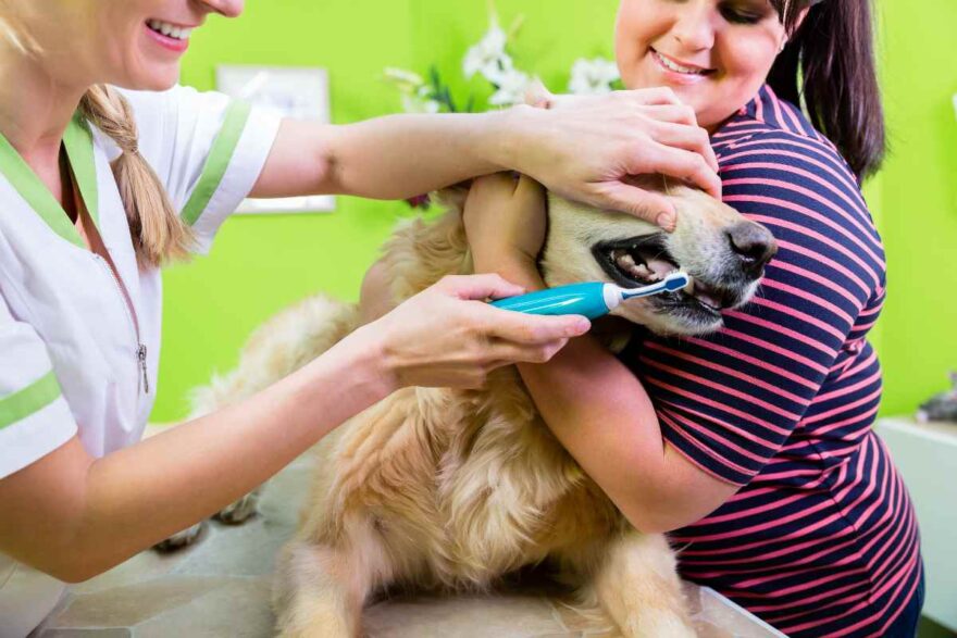 igiene orale nel cane