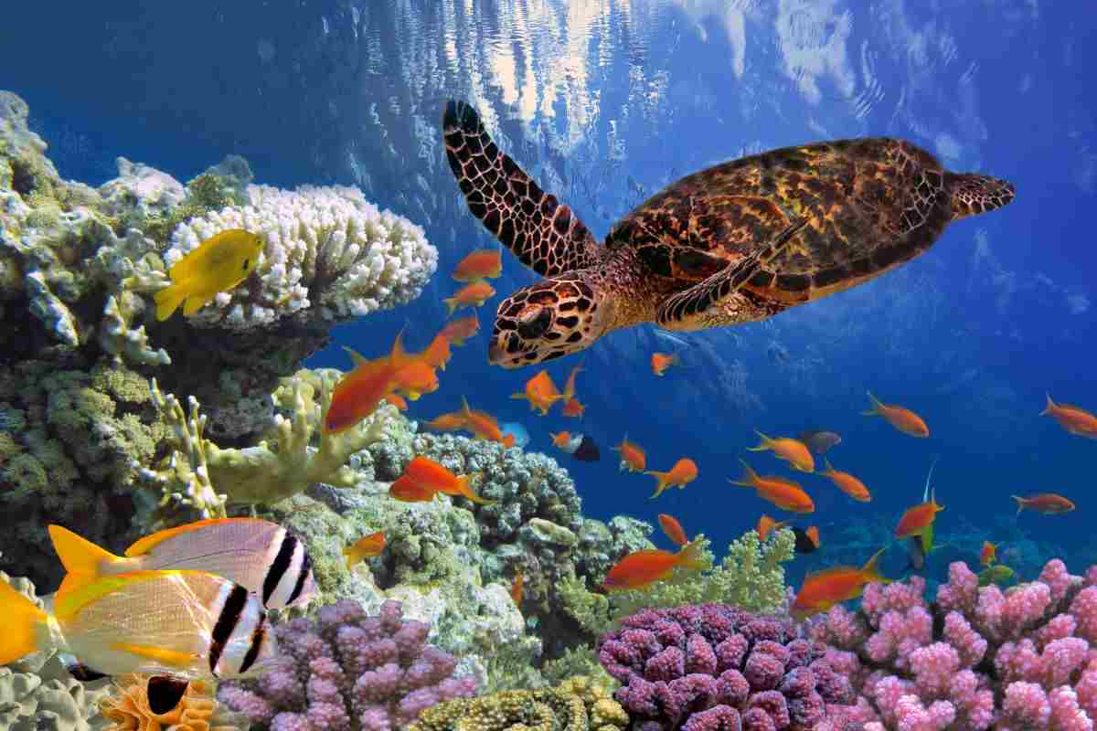 tartaruga e pesci che nuotano nel mare