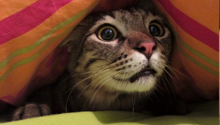 il gatto spaventato