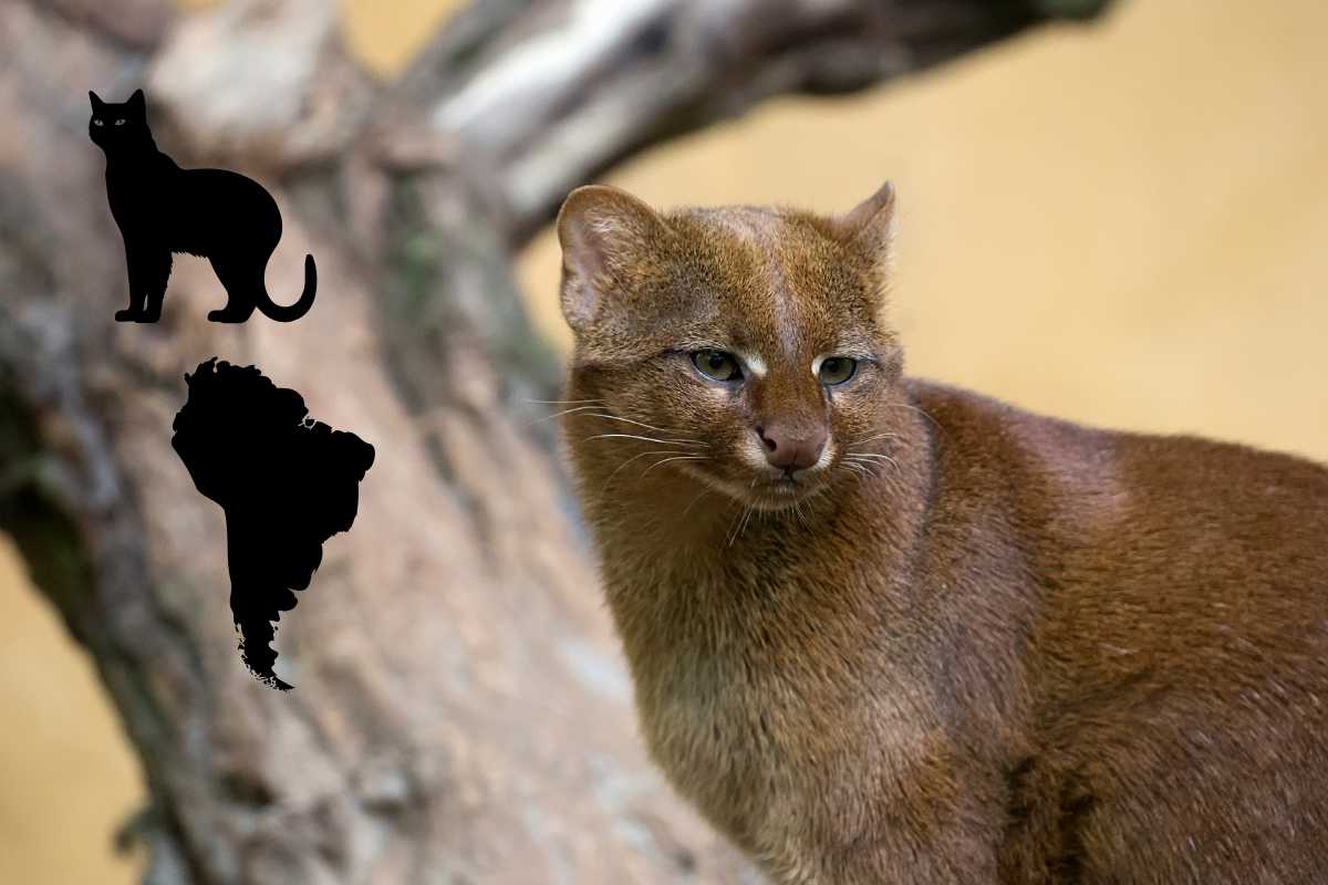 yaguarondi felino raro del Sud America