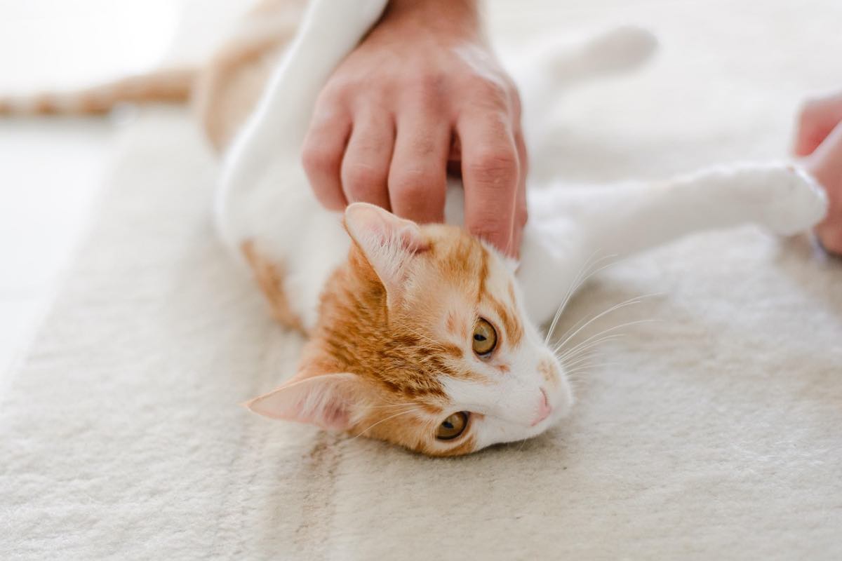 Carezze a un gatto bianco e arancione sul letto