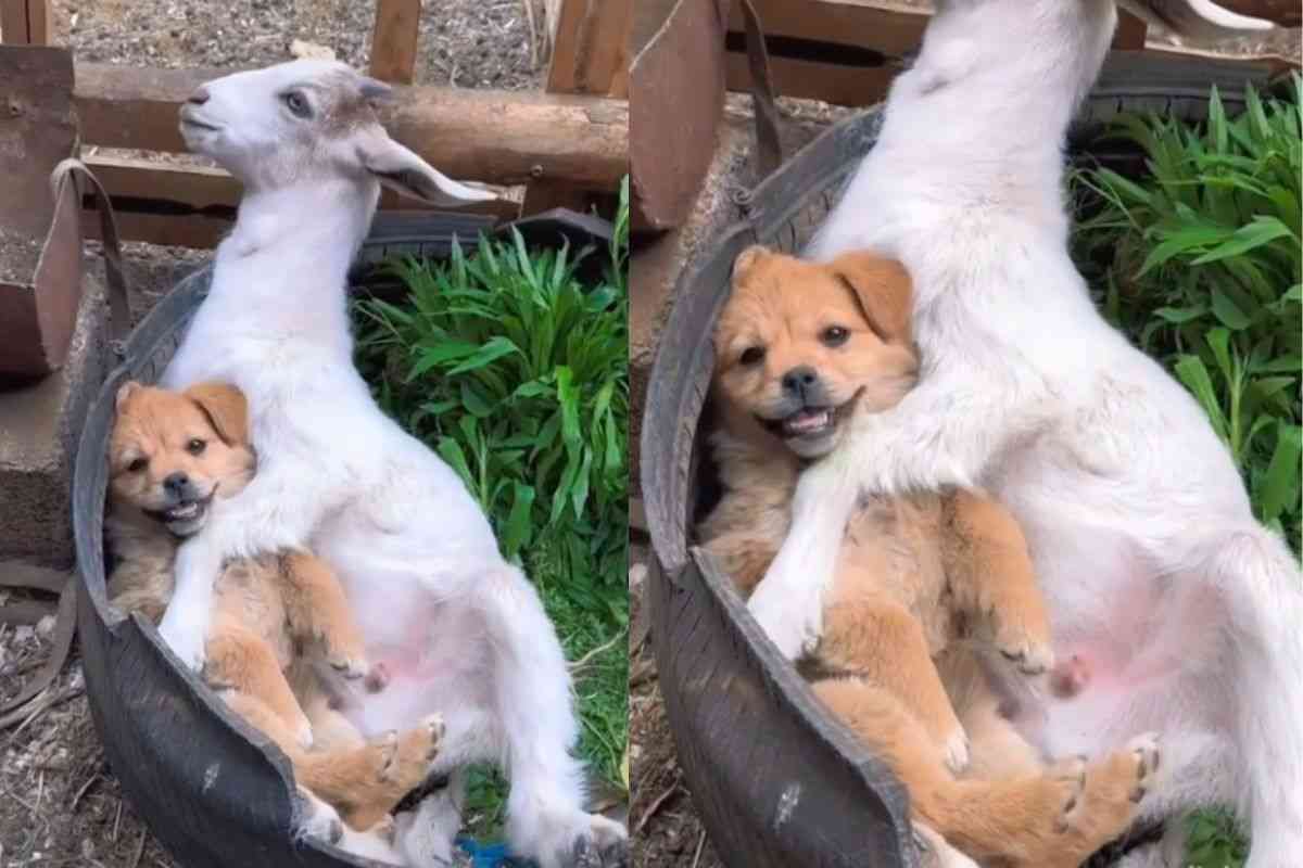 Cane e capra amici