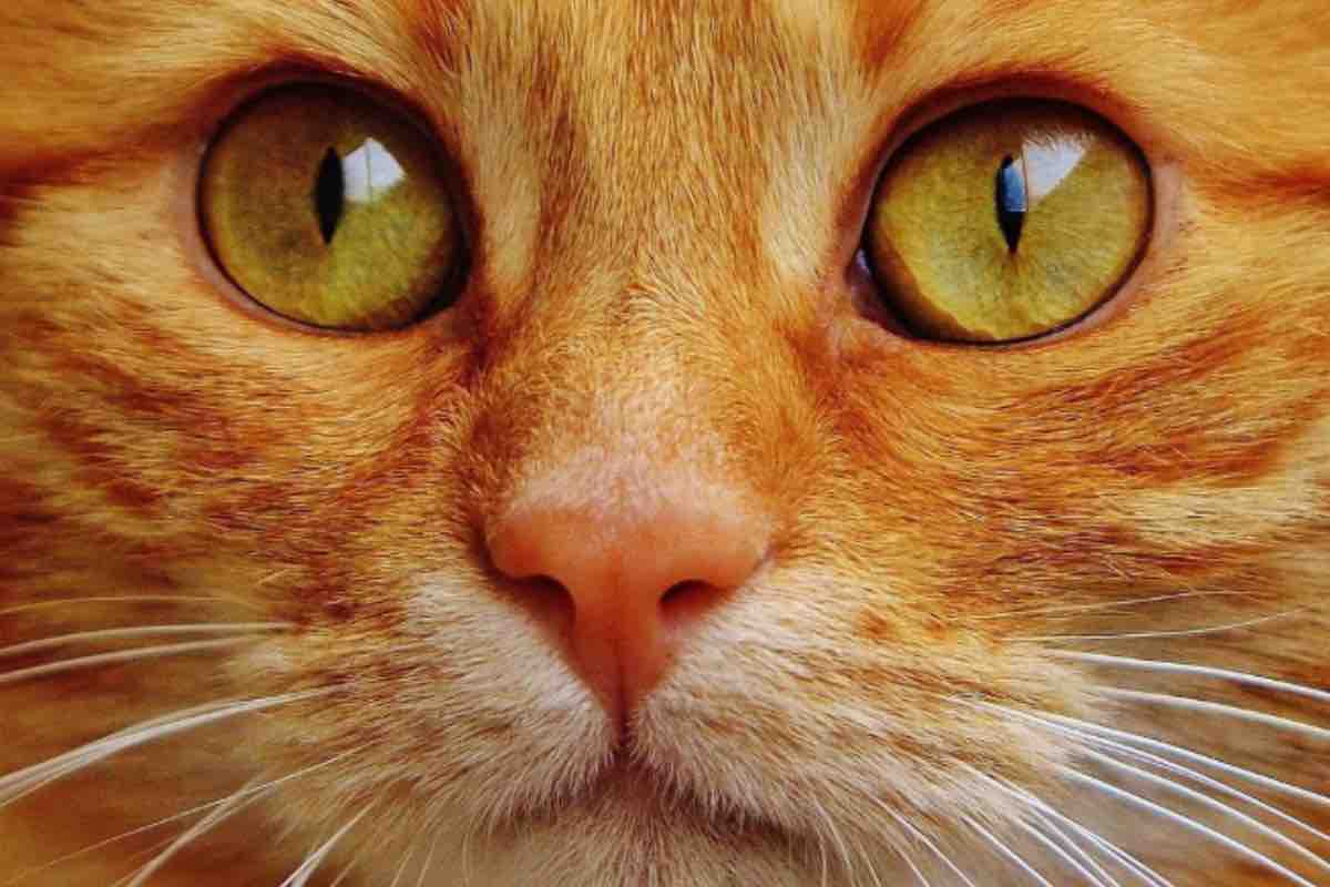 Gatto con occhi verdi e le pupille rimpicciolite 