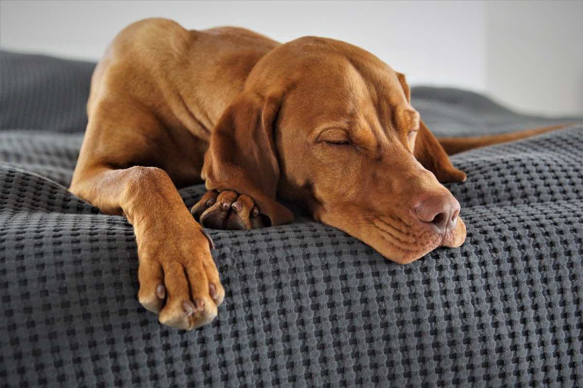 Cane marrone con gli occhi chiusi sul divano