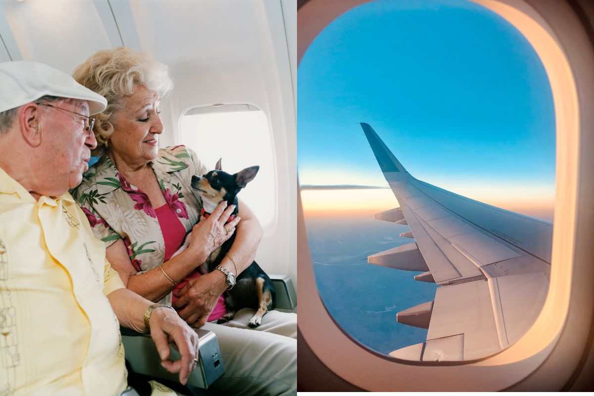 Cane in aereo