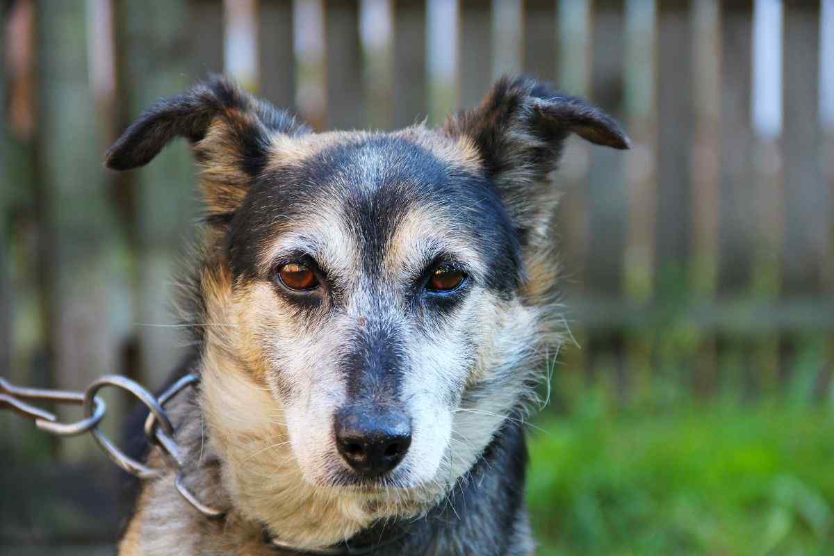 Cane alla catena