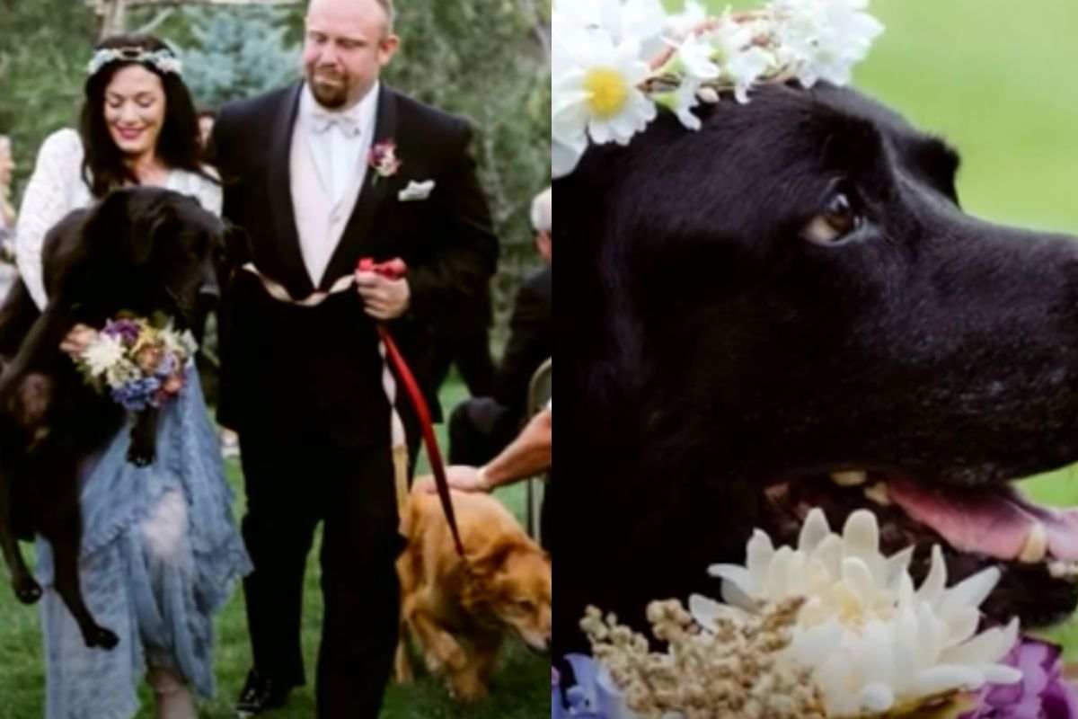 Cane sull'altare con la padrona