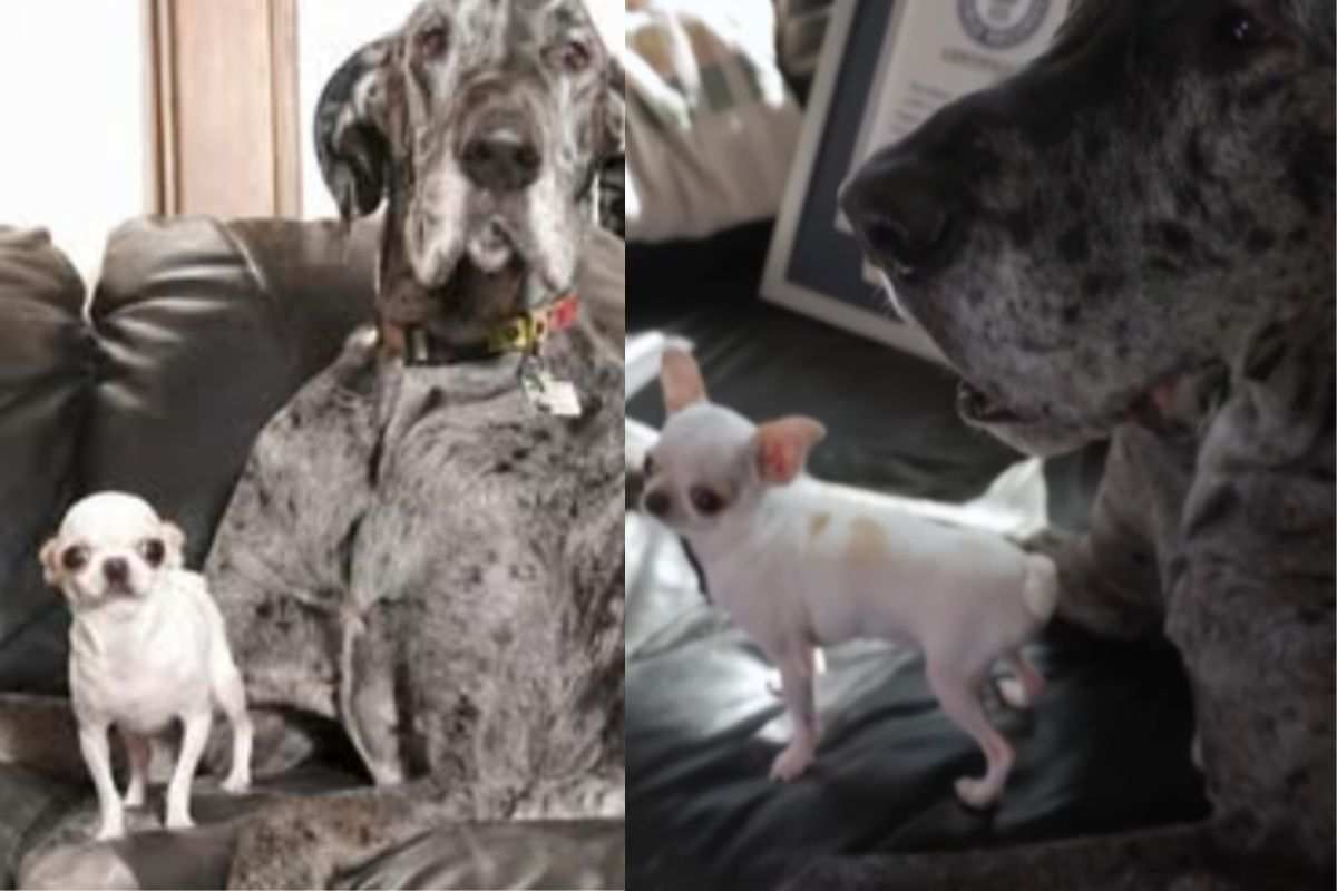 Cane più grande e più piccolo del mondo insieme