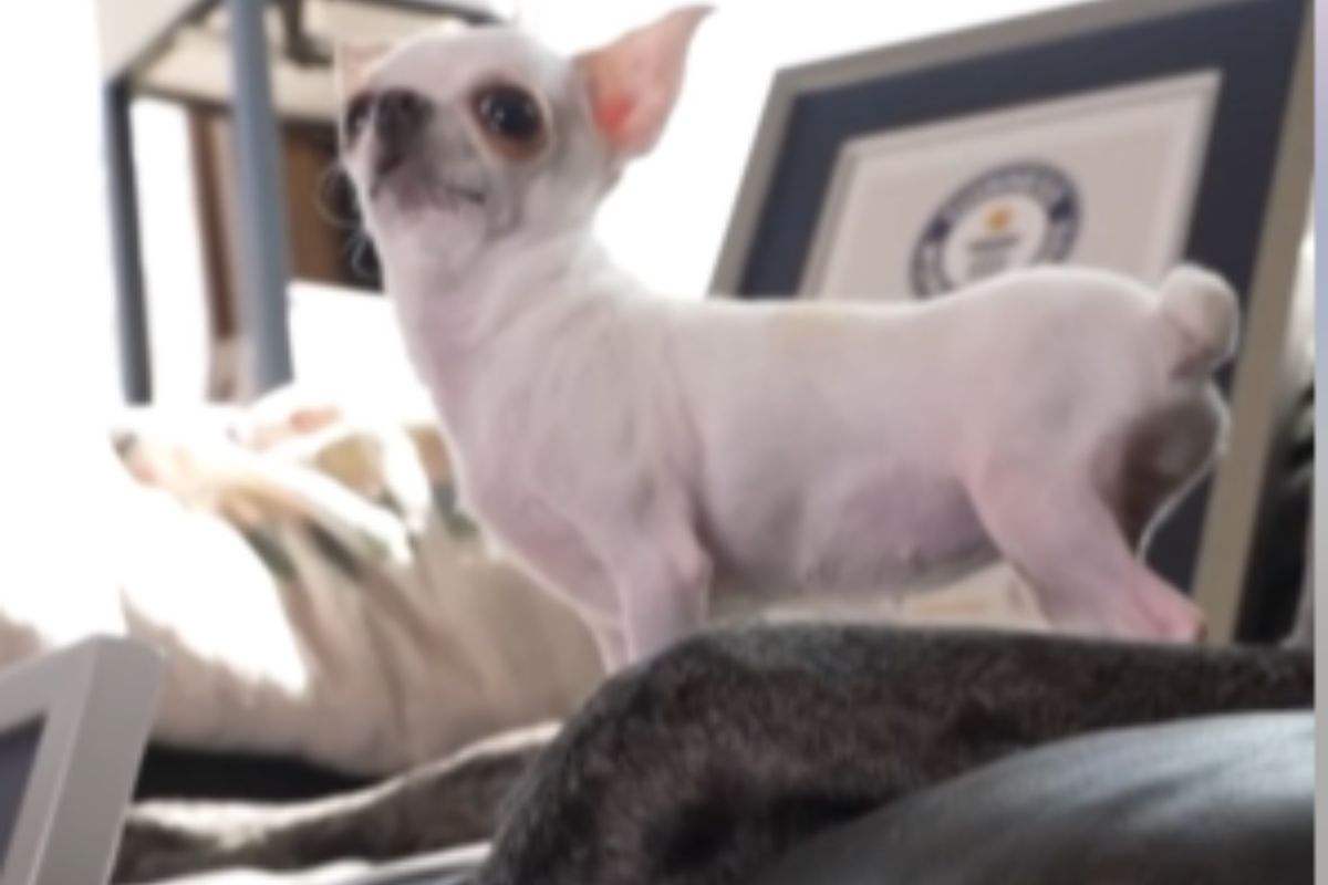 Cane più piccolo del mondo