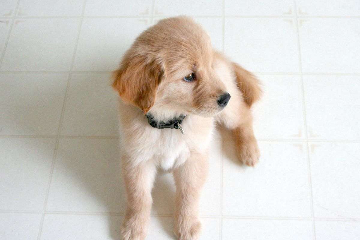 Piastrelle come pavimento per il cane