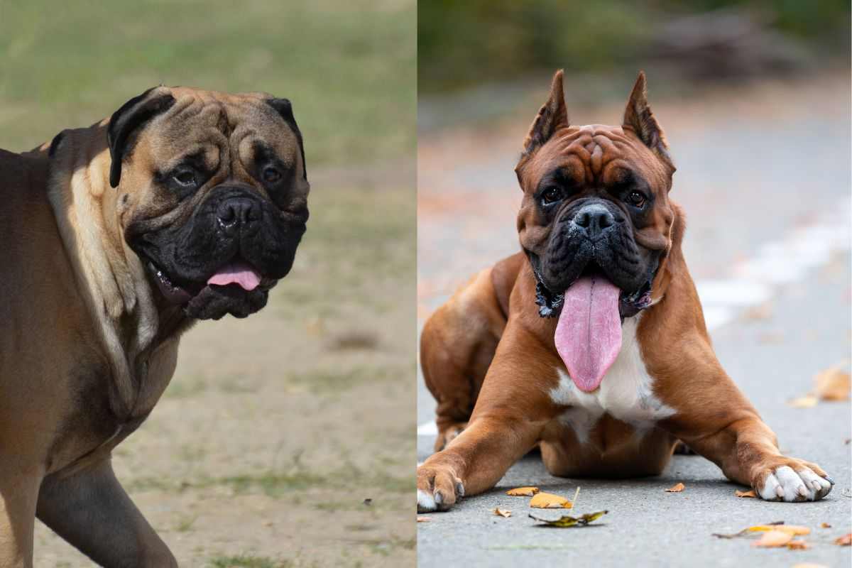 cani di razze pericolose