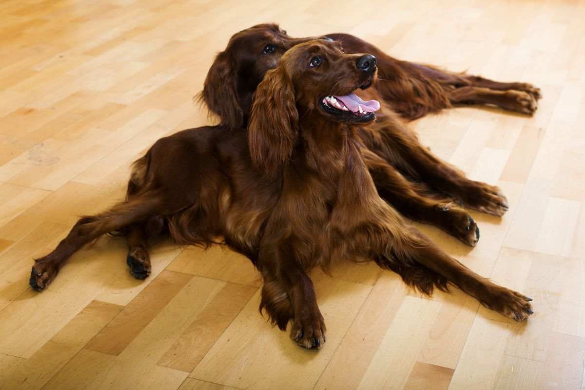 Cani sul parquet