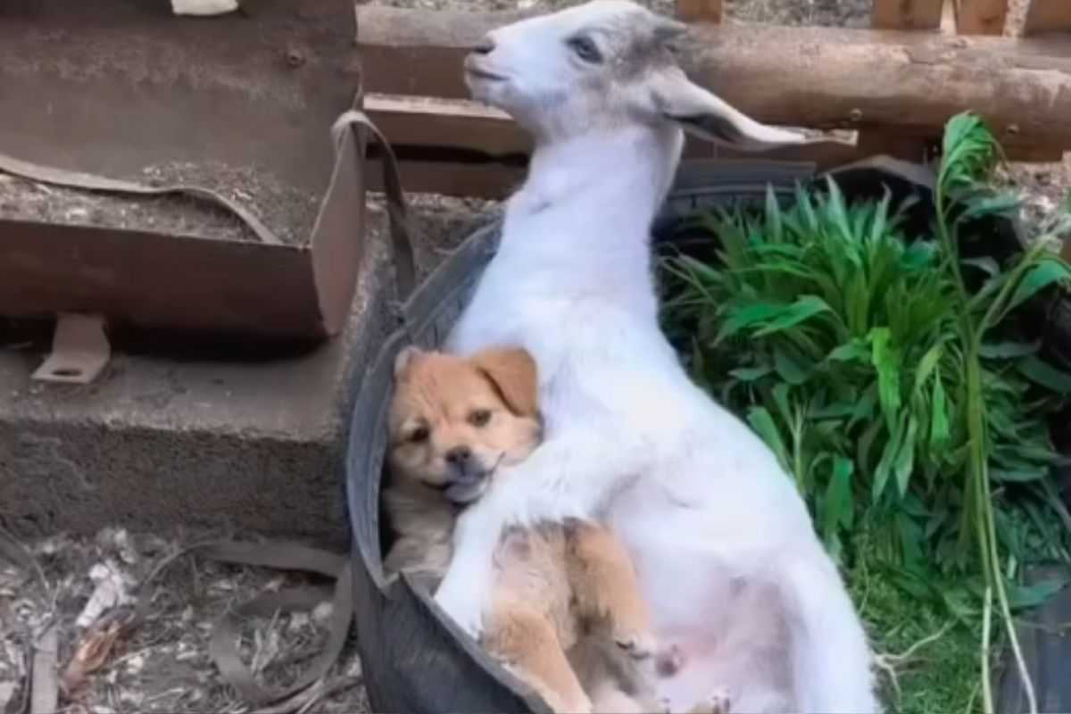 Cane e capra in una ruota