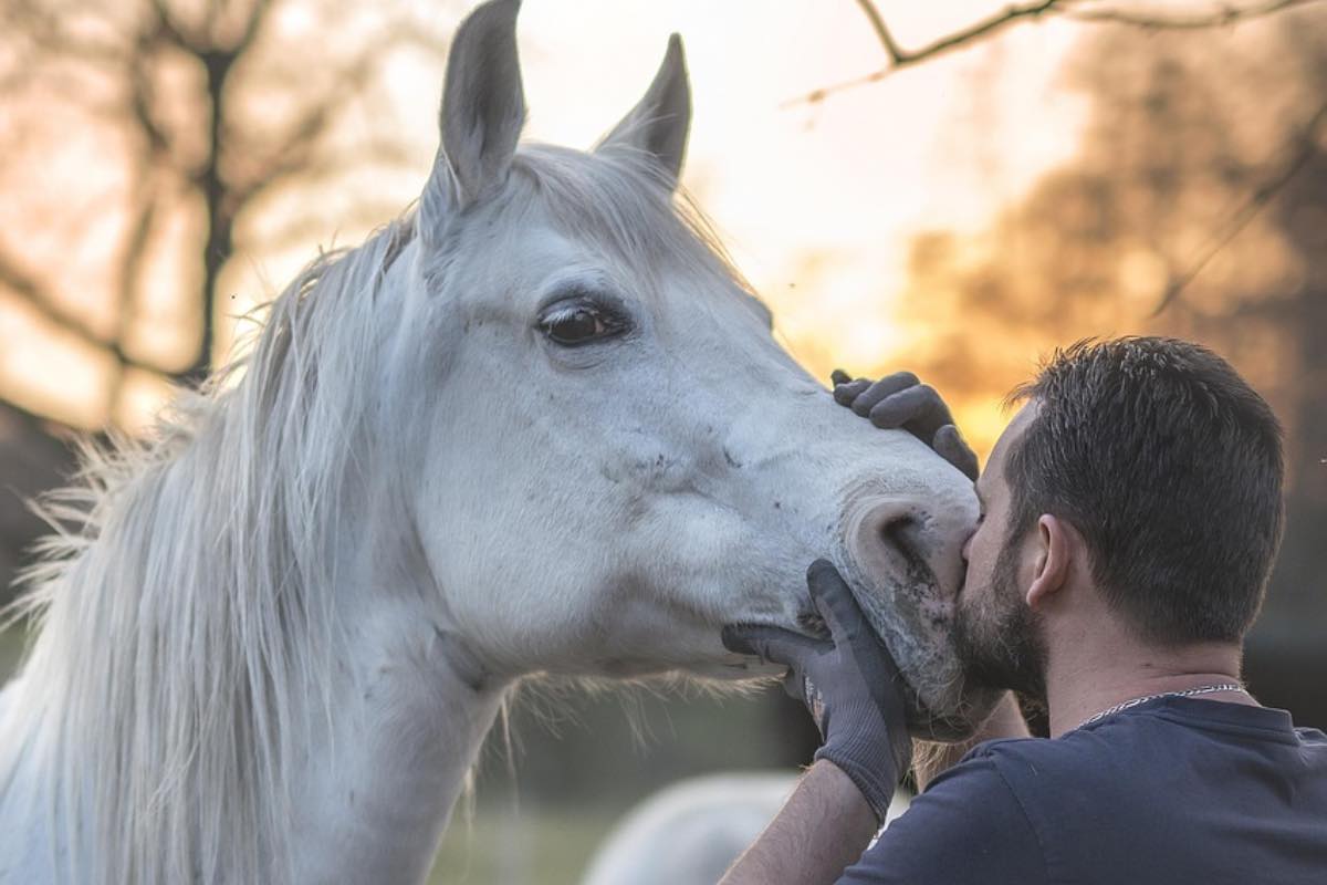 Cavallo arabo riceve un bacio sul naso al tramonto