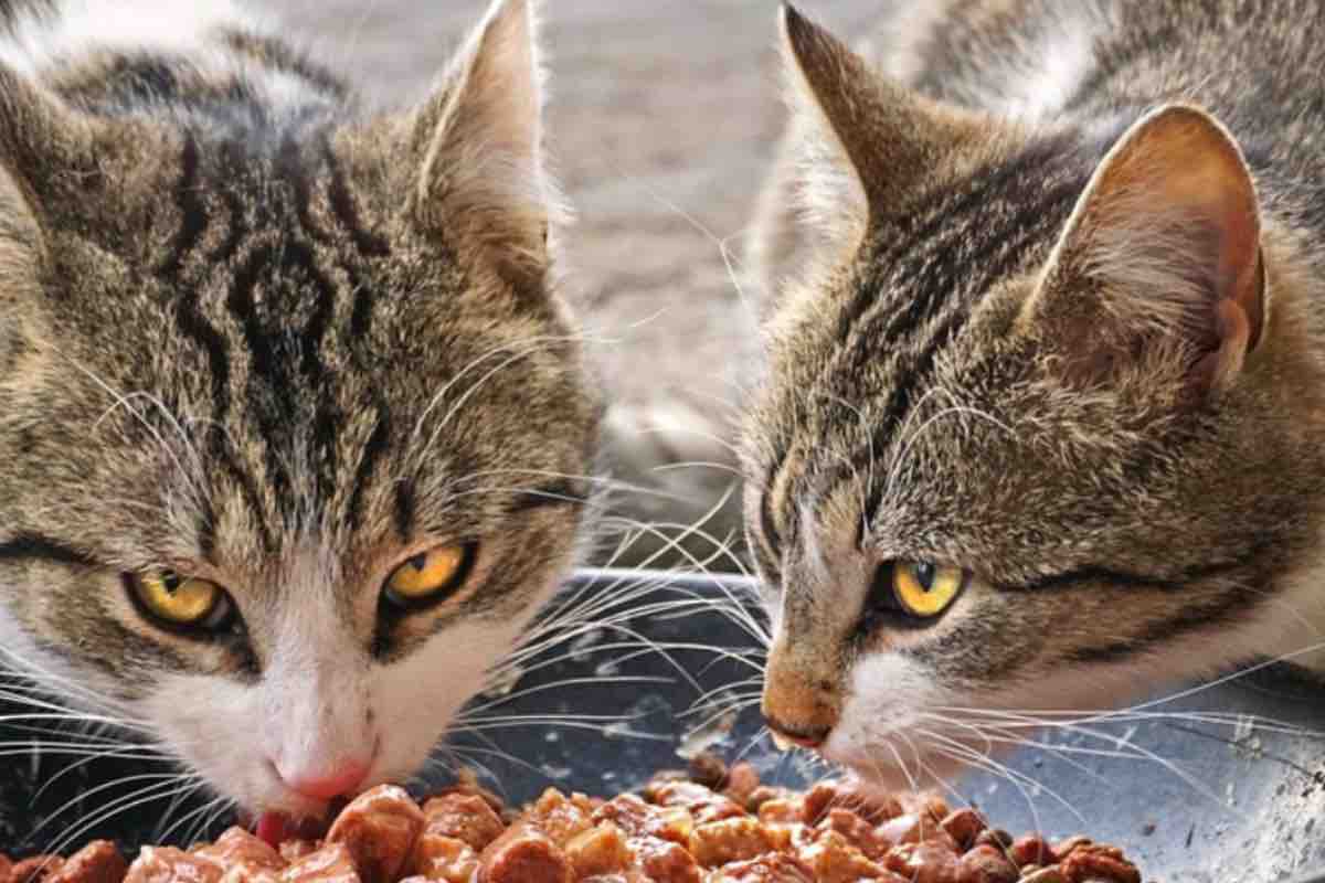 Coppia di gatti con gli occhi gialli mangia da una ciotola