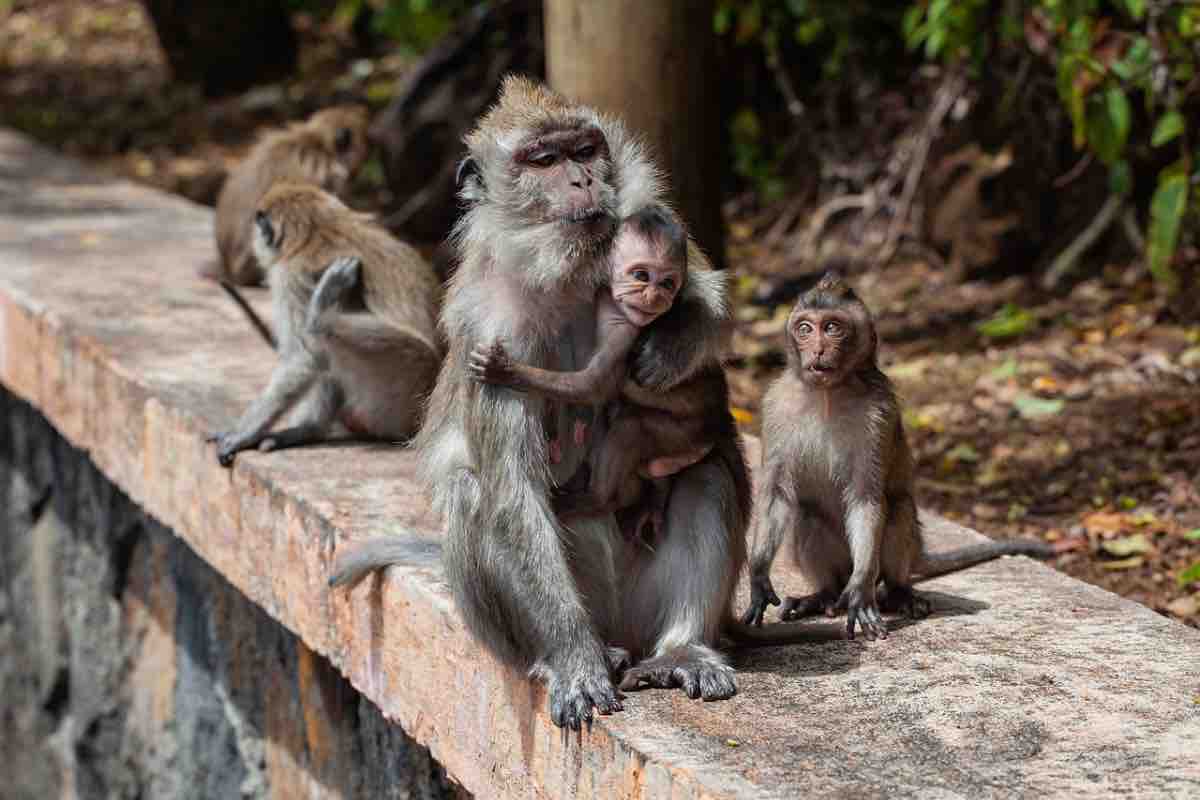 Mamma macaco abbraccia il suo cucciolo su un muretto