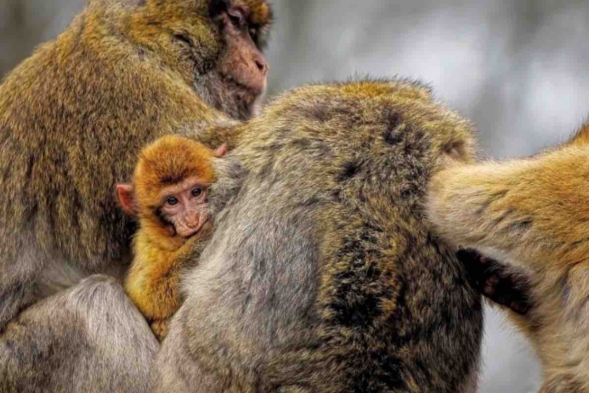 Cucciolo di macaco tra le braccia di un adulto