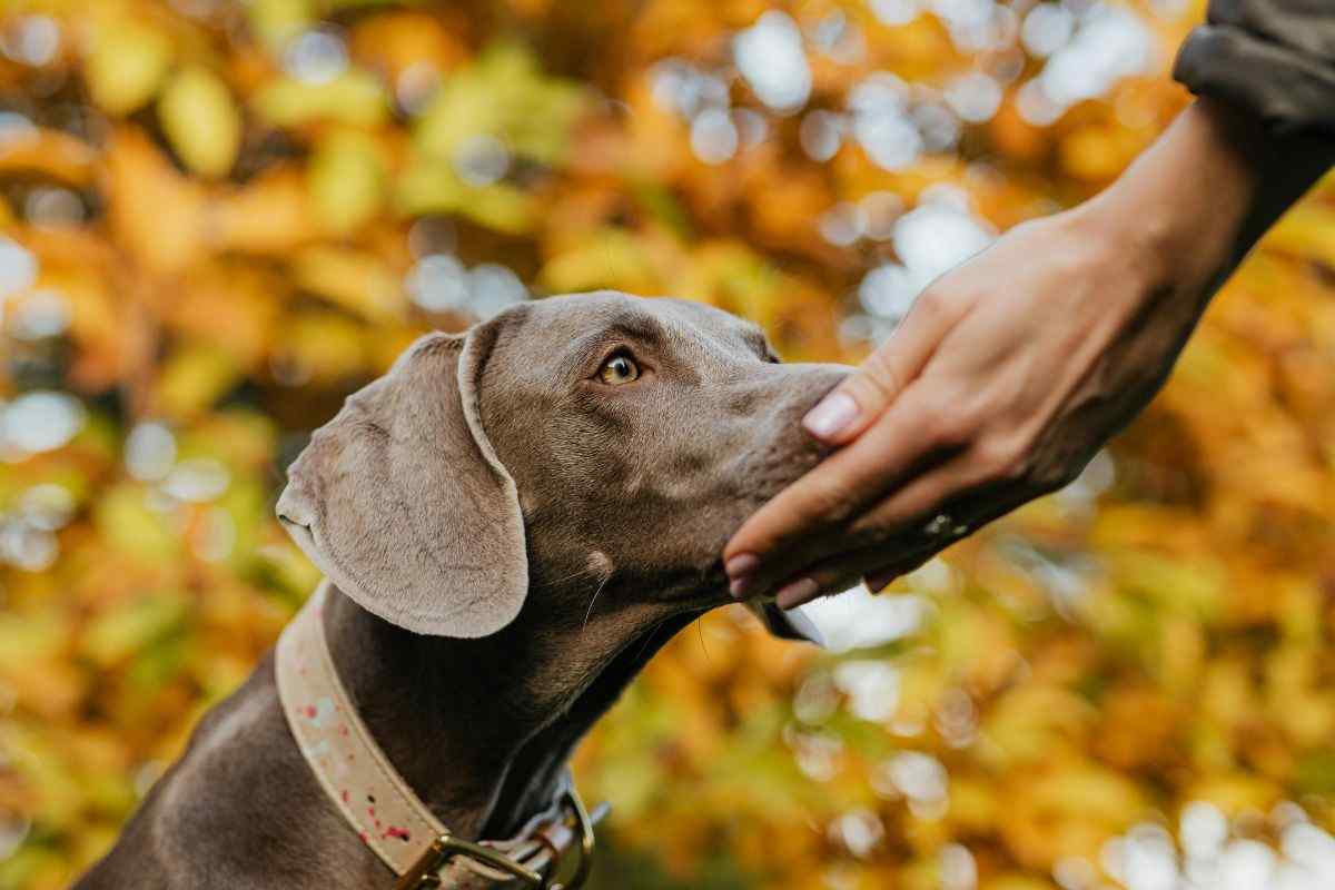Cane ci annusa la mano