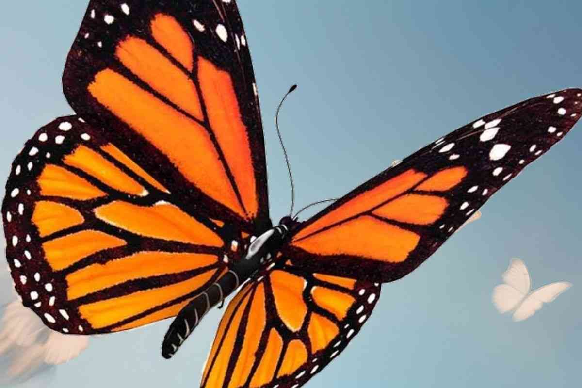Farfalla arancio