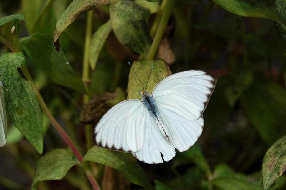 Farfalla bianca