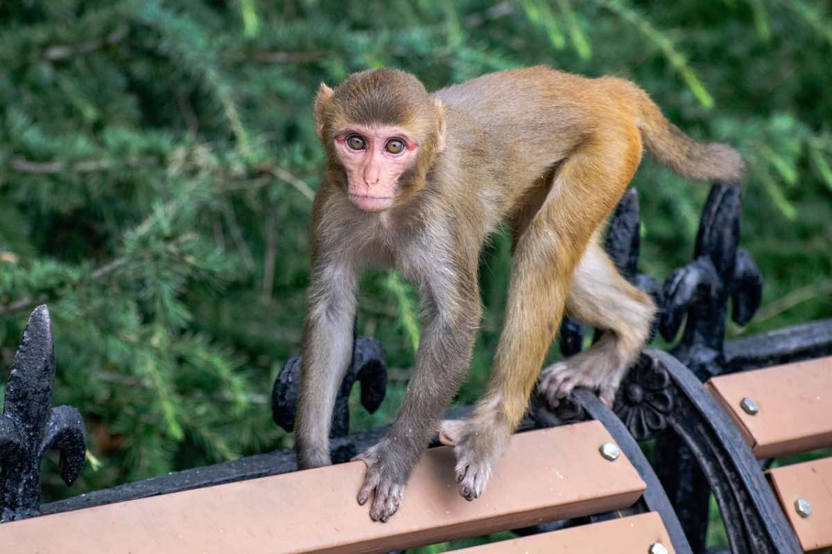 Femmina di macaco con occhi spalancati sulla panchina