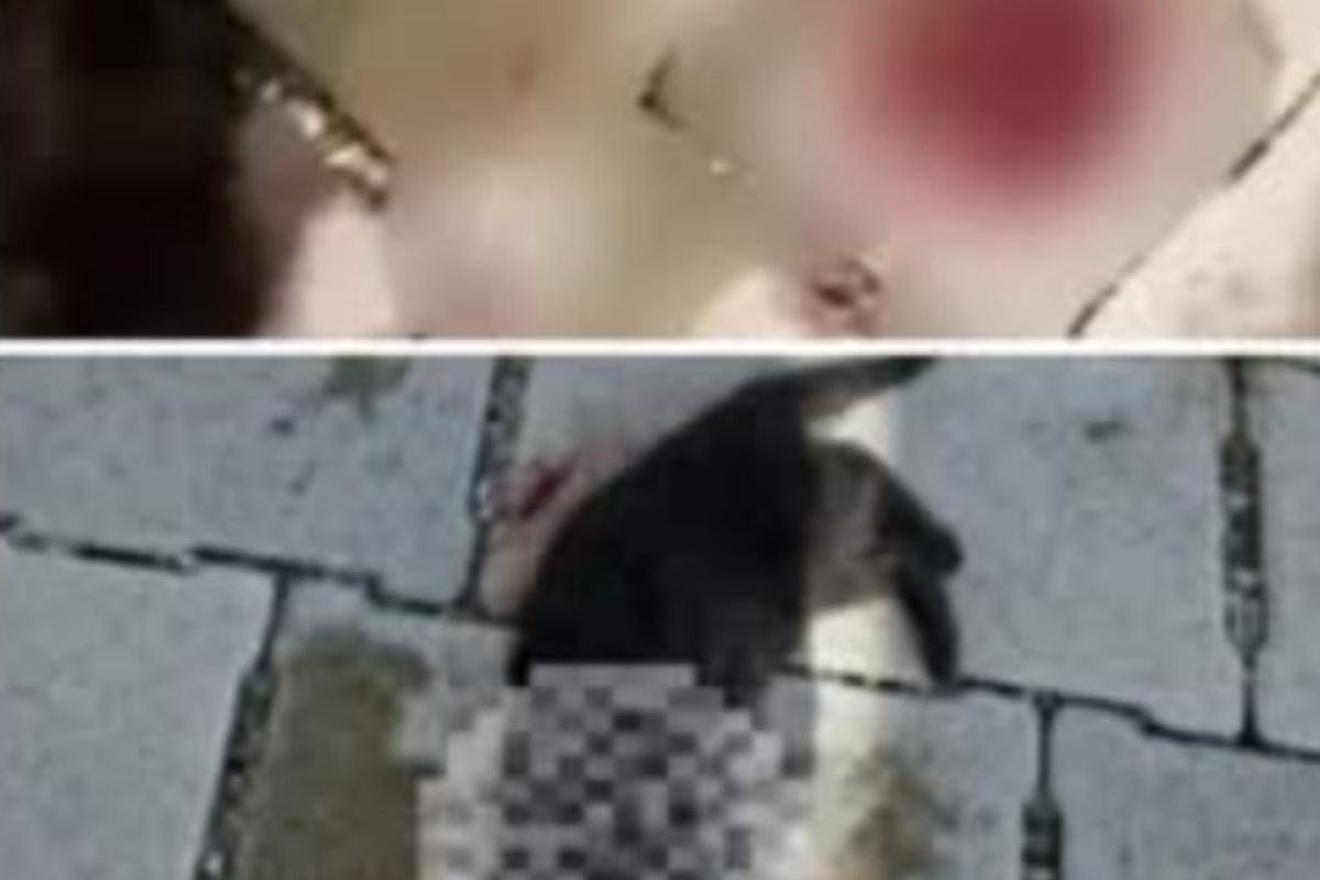 Particolare del gattino ucciso