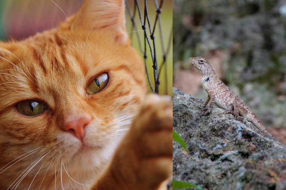 Gatto arancione allunga una zampa verso una lucertola