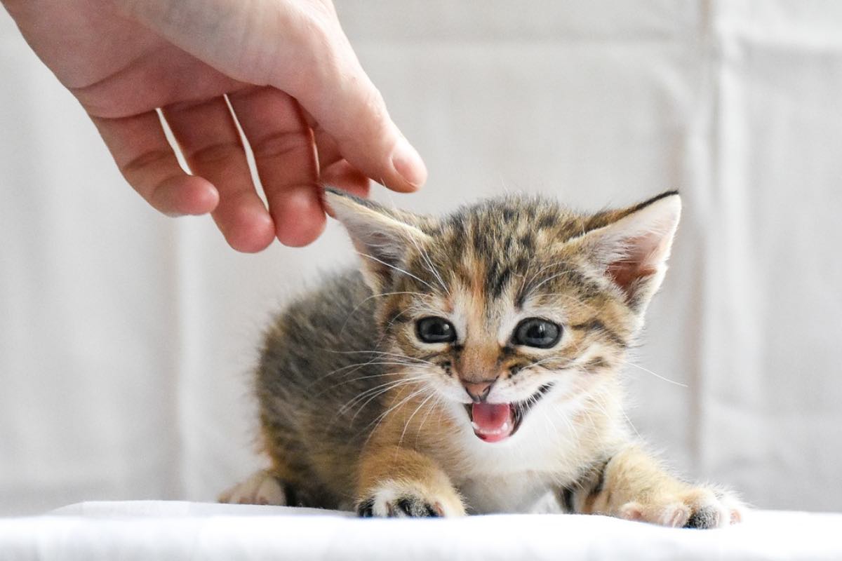 Piccolo sul letto gatto reagisce a una carezza
