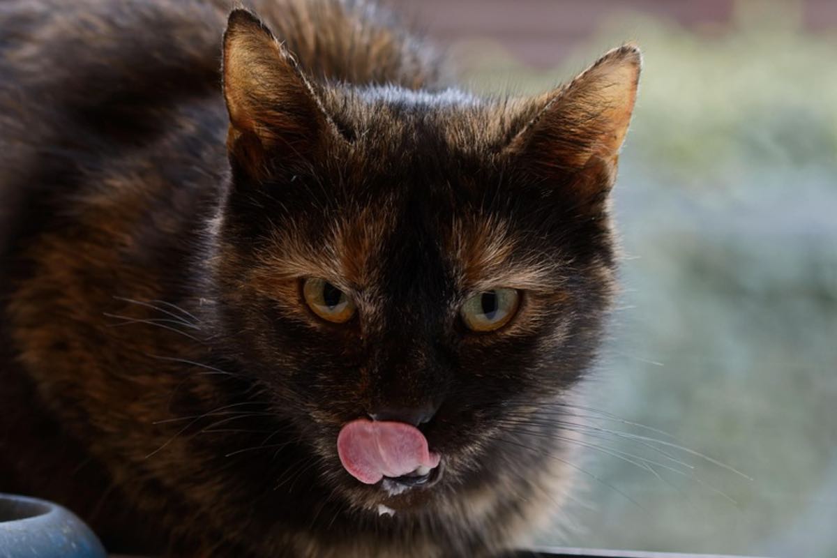 Gatto nero di fronte alla ciotola mentre si lecca i baffi