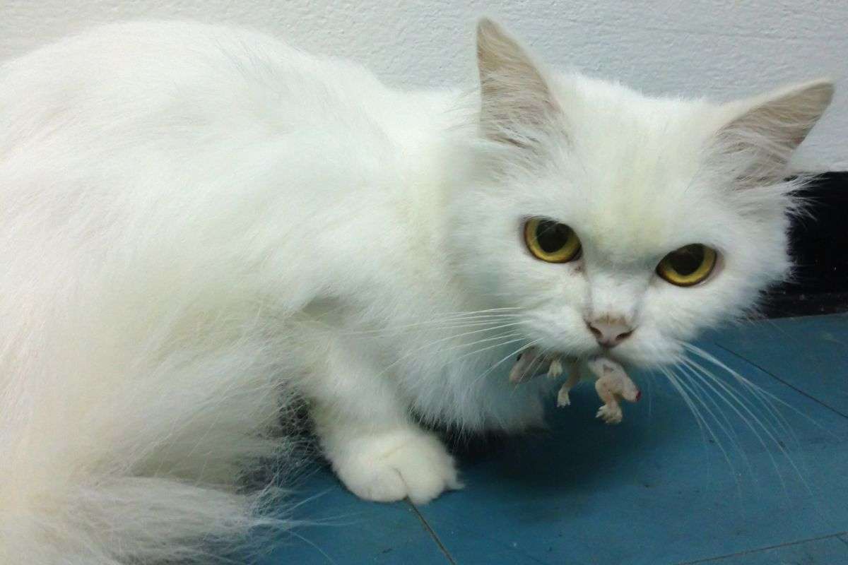 Gatto ha mangiato una lucertola