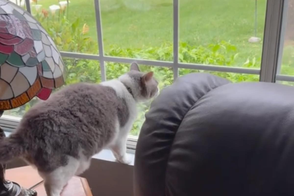 Gatto si sporge sul davanzale della finestra 
