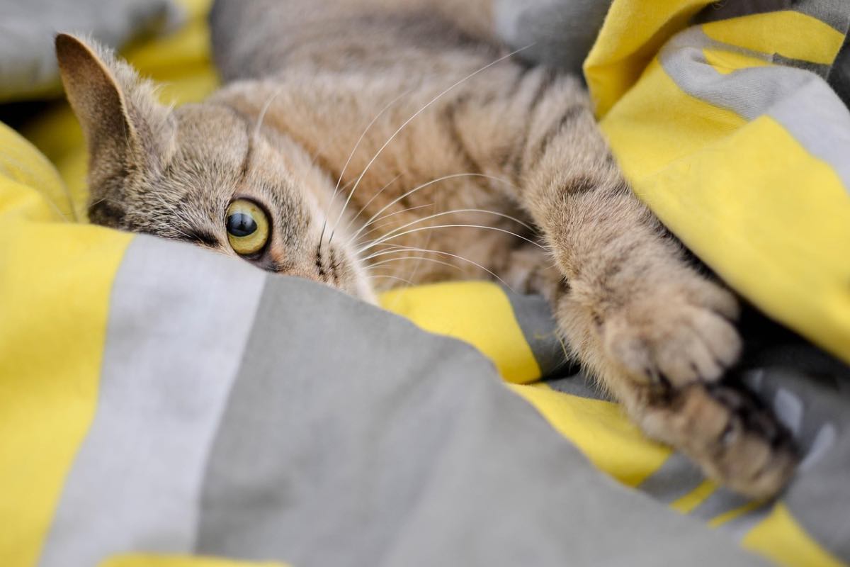 Gatto da solo nascosto sotto le coperte del letto