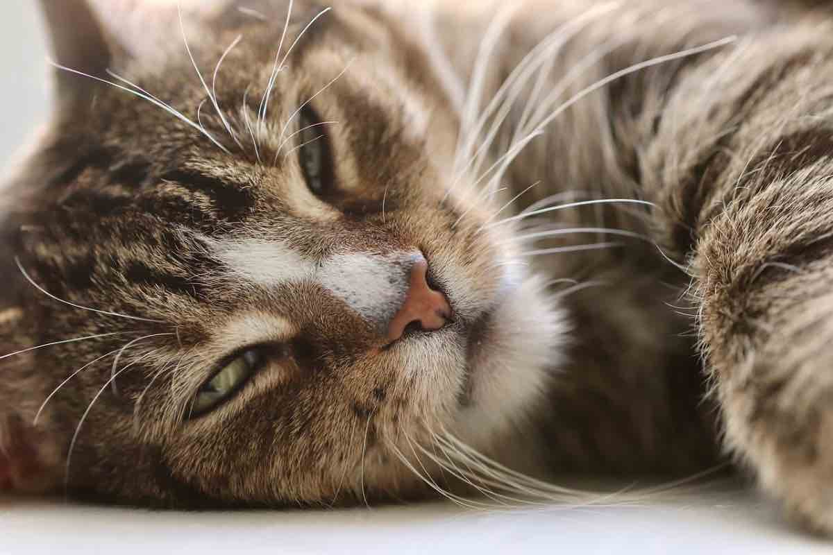 Gatto sdraiato con un’espressione poco accogliente 