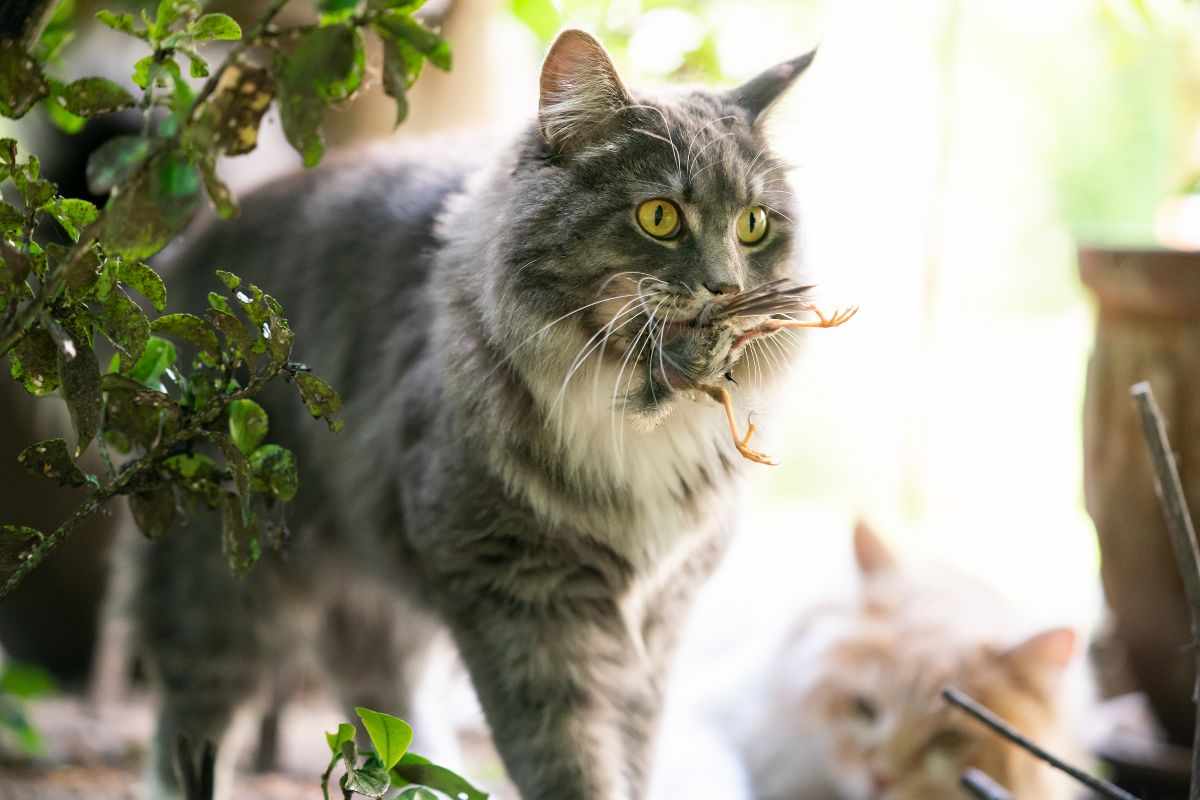 Gatto mangia uccello