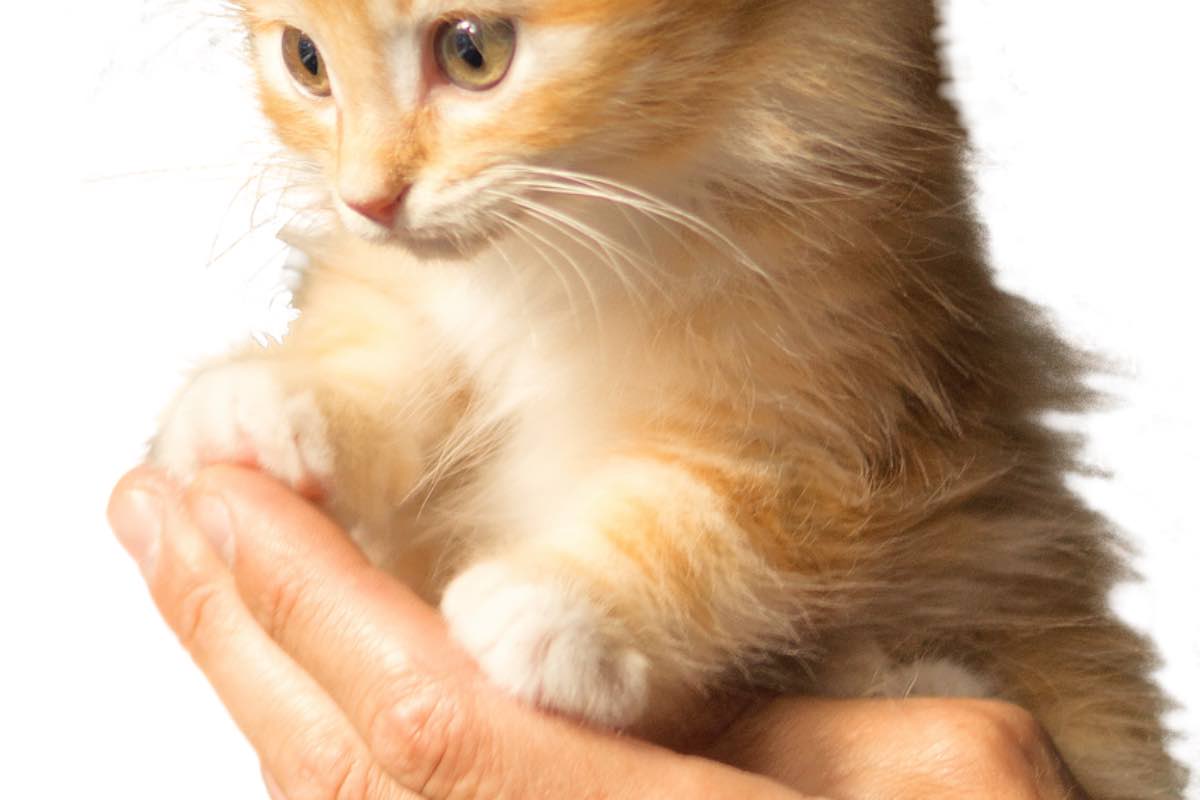 Gatto arancione nel palmo di una mano