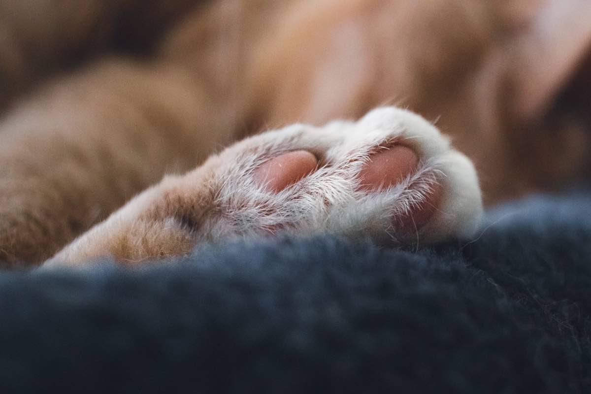 Zampa di un gatto arancione sulla coperta blu