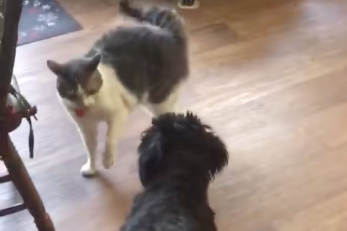 Cane e gatto giocano insieme in casa 