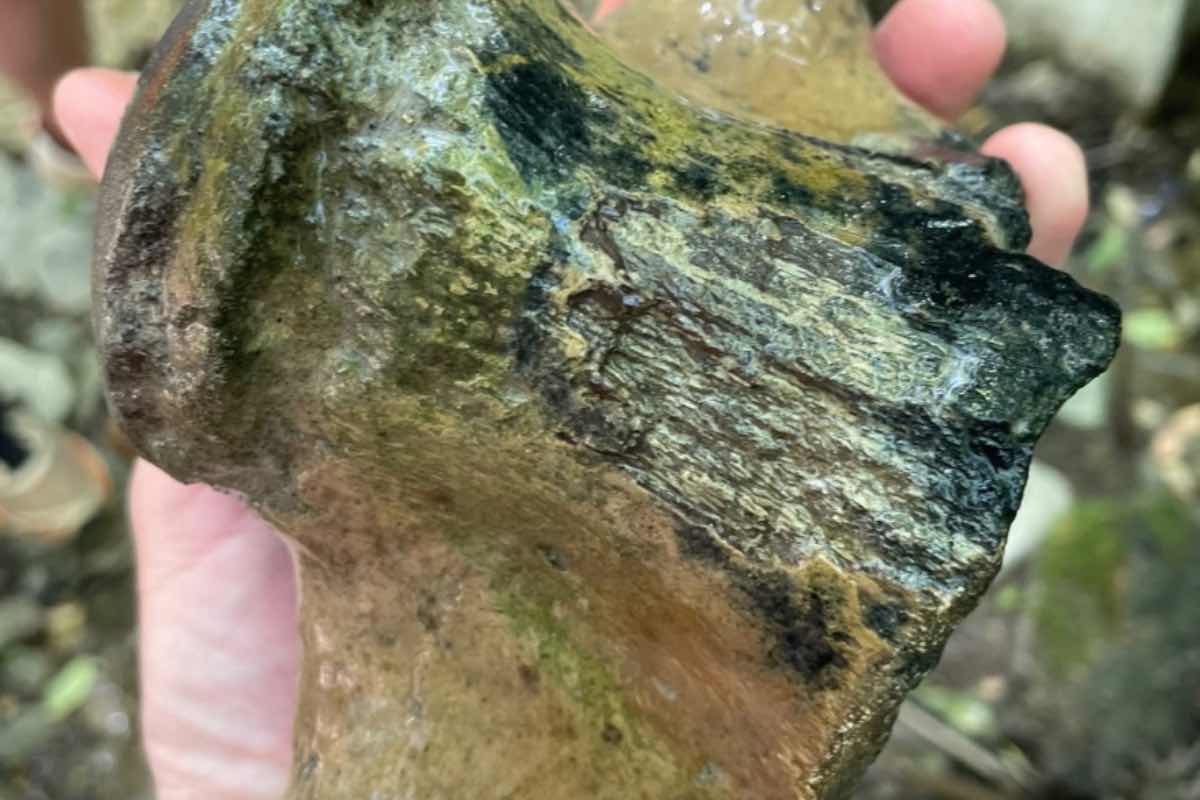 Il ritrovamento del fossile di Mosasauro in Mississippi 