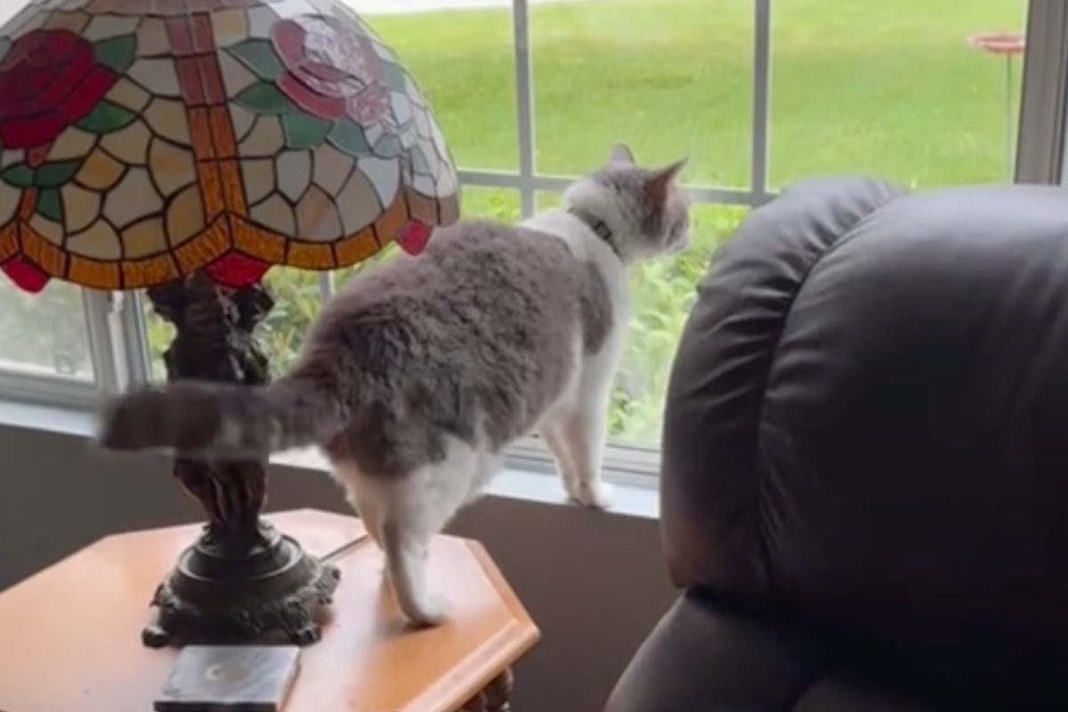Gatto bianco e grigio affacciato alla finestra