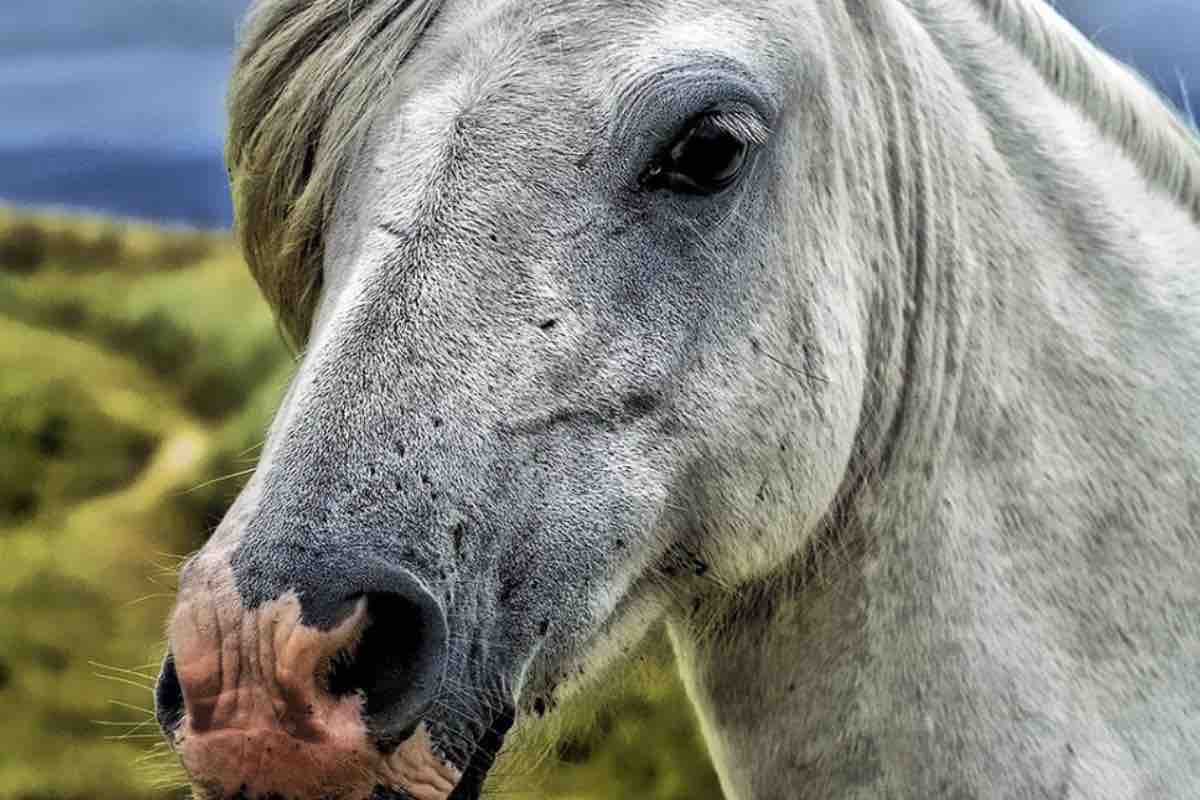 Cavallo bianco con il naso a chiazze rosa