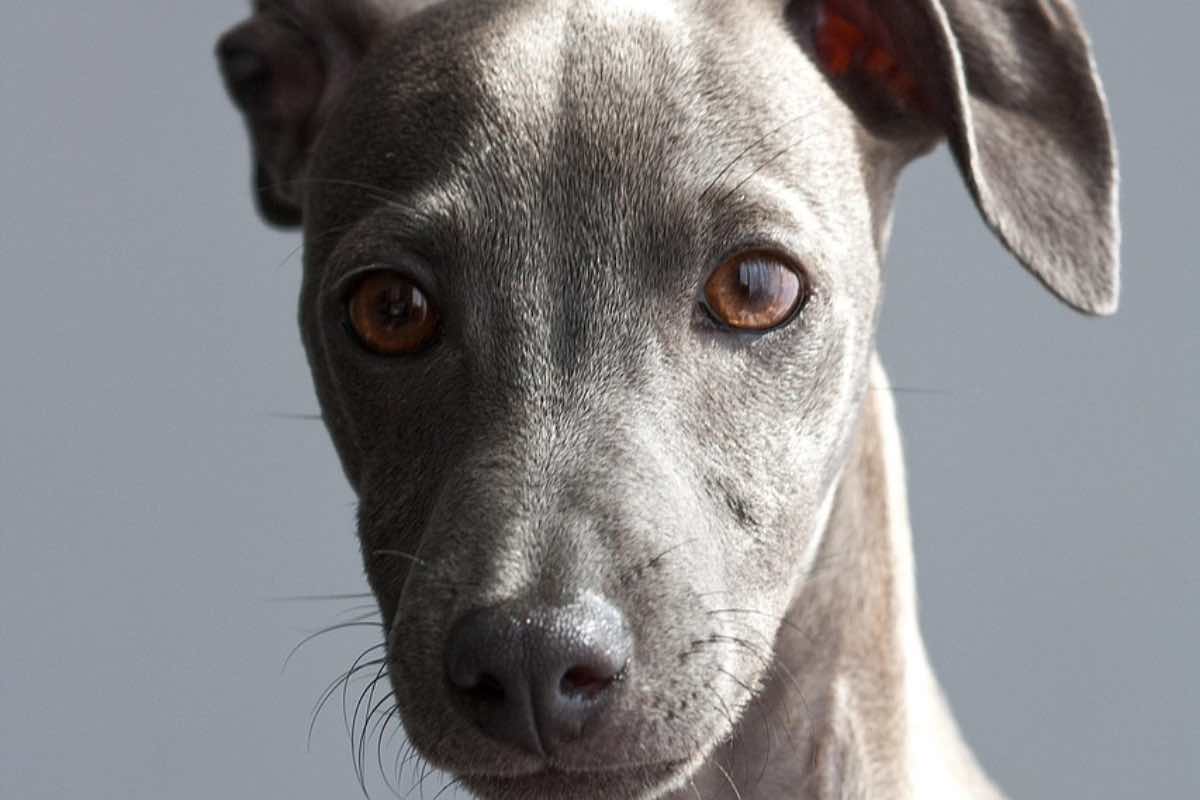Cane di razza Greyhound con gli occhi lucidi