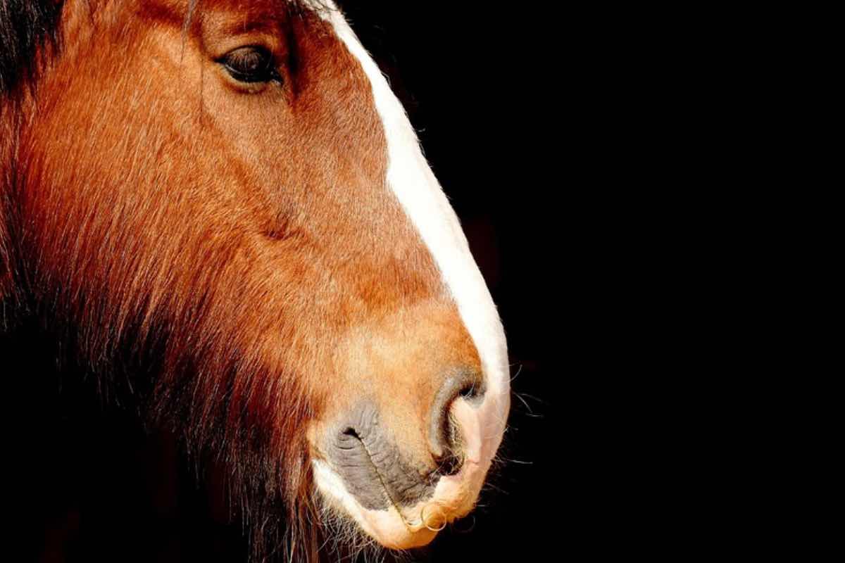 Naso di un cavallo marrone di profilo su sfondo nero