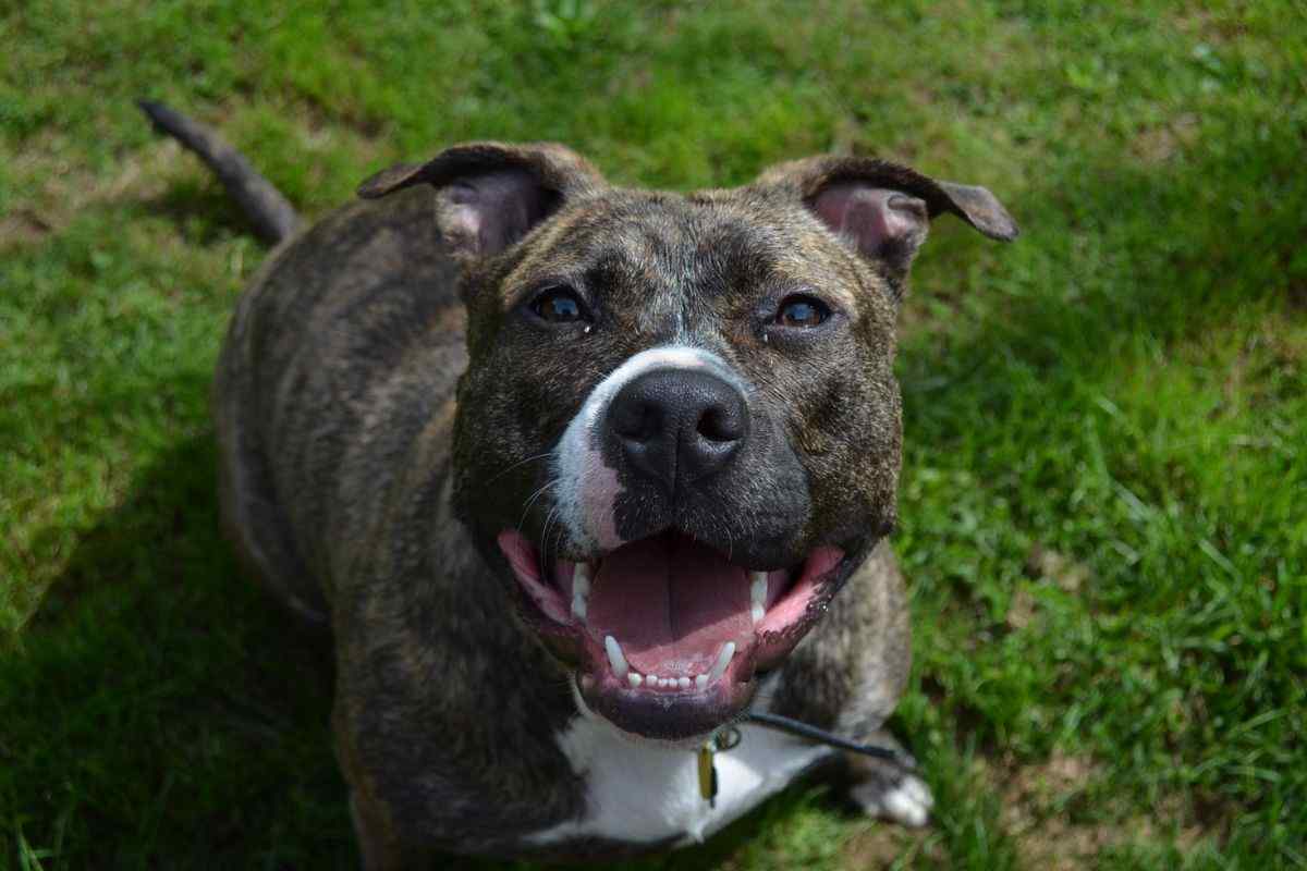Cane Pitbull