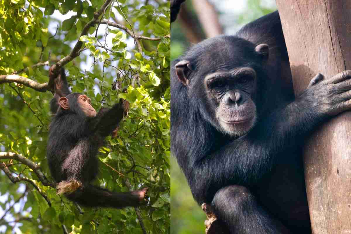 Scimpanzé che tamburellano sugli alberi