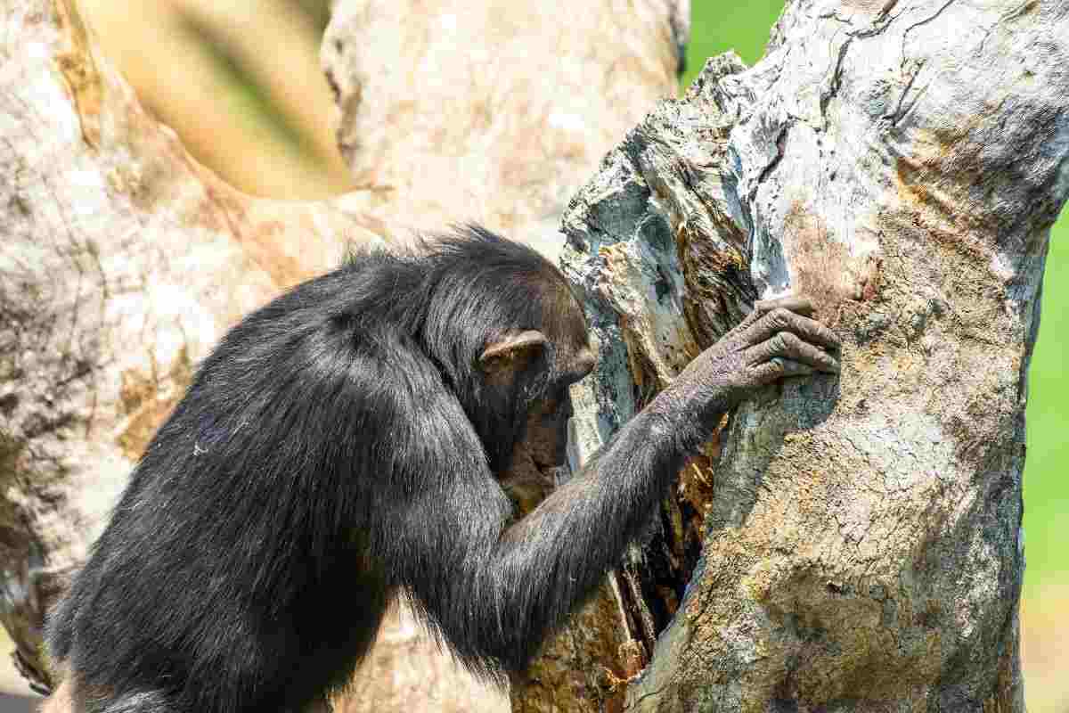 Scimpanzé suonano sugli alberi