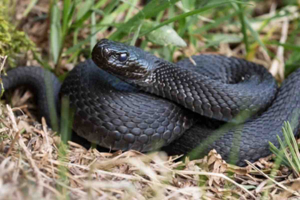 Serpente nero attorcigliato nelle sterpaglie
