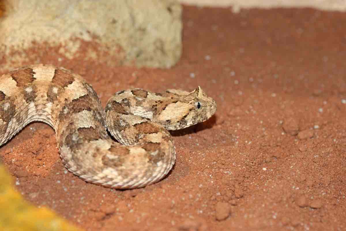 Serpente velenoso striscia nella sabbia rossa
